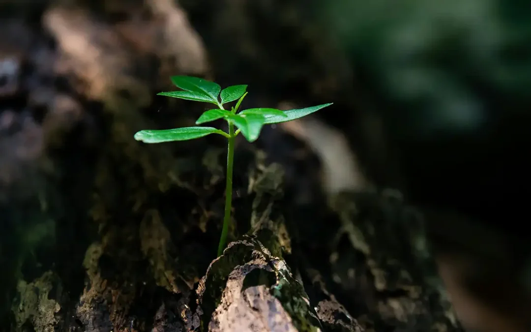 What Does “Land and Expand” Mean?